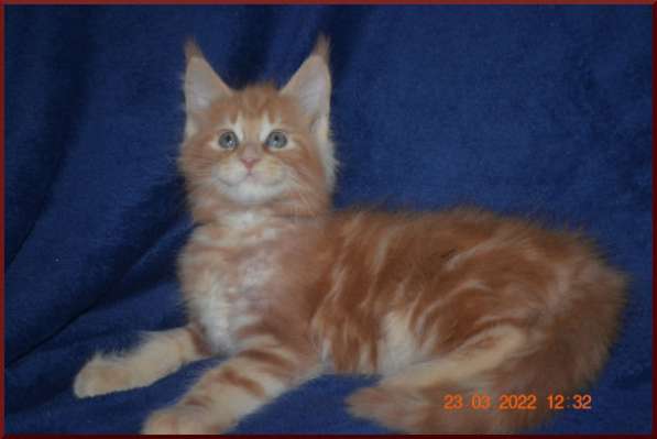 Роскошный черный котик мейн-кун из питомника в Астрахани фото 73