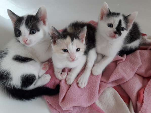 Три котенка симпатяги