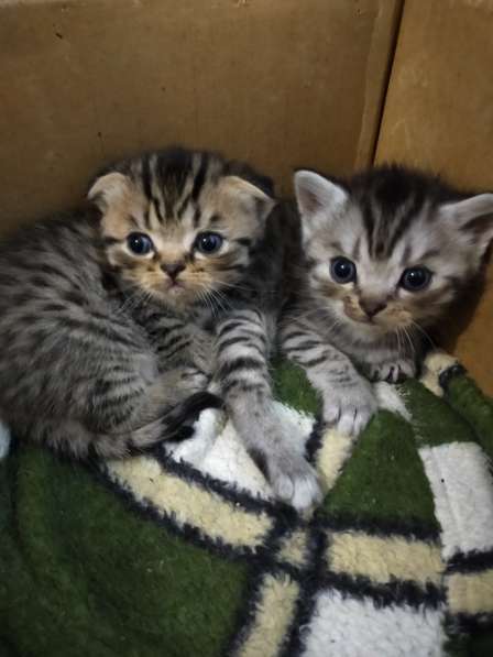 Мраморные шотландские котята в фото 22