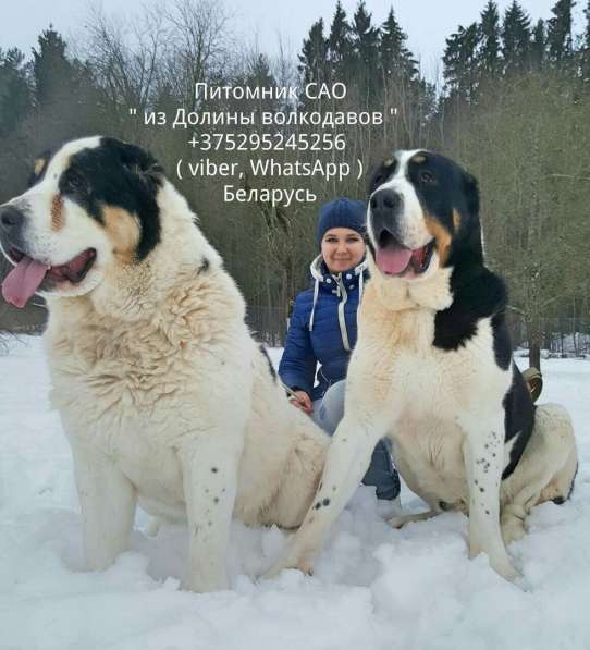 Щенки среднеазиатской овчарки (Алабая) в продаже в фото 4