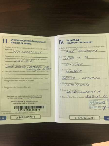 Цвергпинчер в фото 13