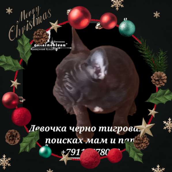 Щенки французского бульдога лилового, голубого, мерле окраса в Москве фото 21