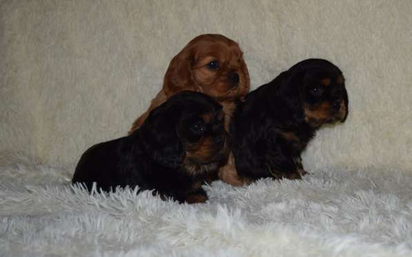 Кавалер-кинг-чарльз-спаниель. Щенки в Москве