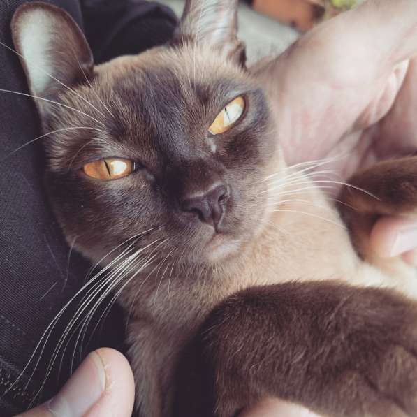 Котята породы бурманская европейская в фото 7