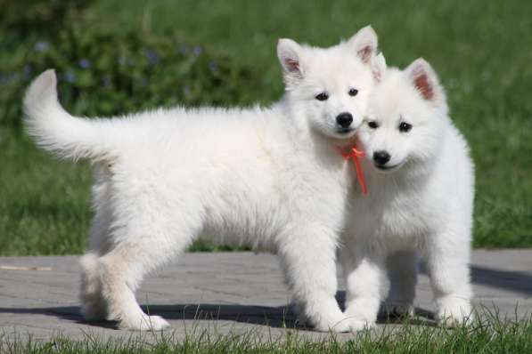 Щенки БШО в Москве фото 34