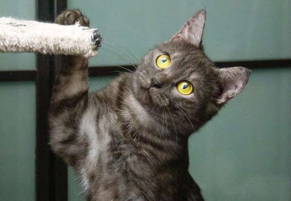 Кошка Нора – длинноногая красотка в добрые руки