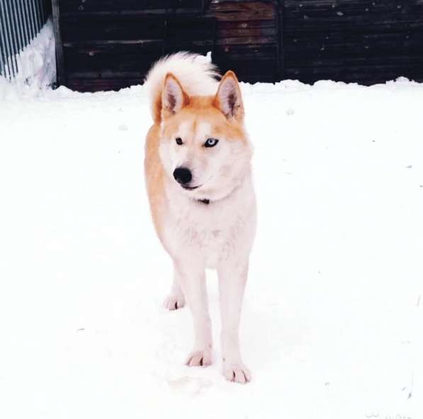 Лайка в добрые руки