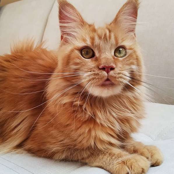 Котята мейн-кун в фото 4