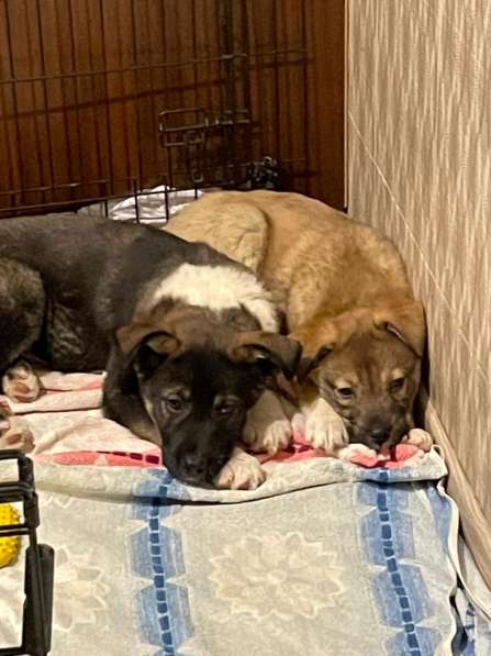 Маленький, но уже очень умный щенок в Санкт-Петербурге фото 25