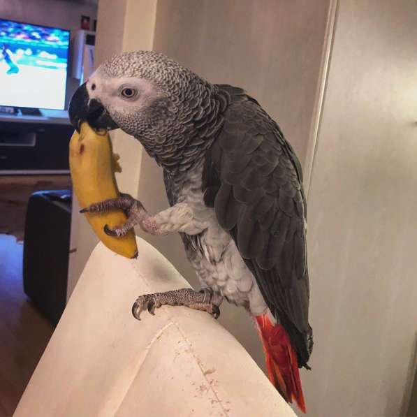 Говорящий попугай Жако в фото 6