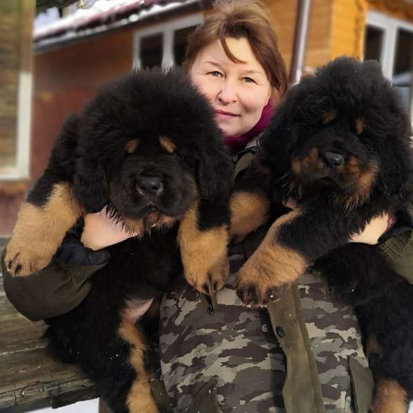 Щенки Тибетского мастифа. 100 Китай в Дмитрове фото 18