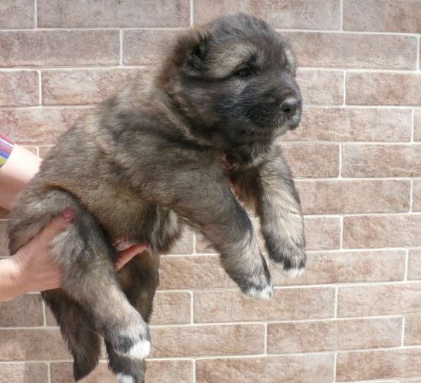 Продается щенок кавказской овчарки в Бахчисарае фото 7
