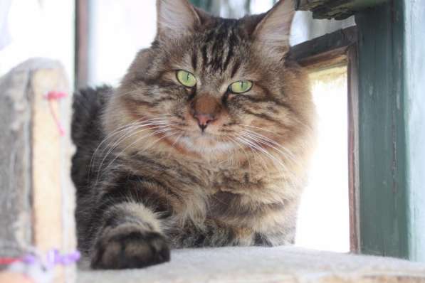 Курильский бобтейл в Санкт-Петербурге фото 13