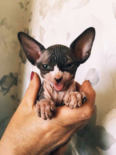 Продам котят в Самаре фото 9