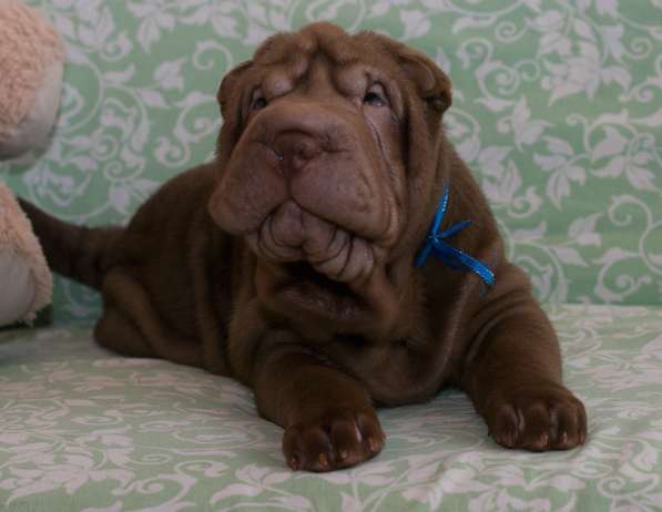 Щенки шарпея в Новосибирске фото 5