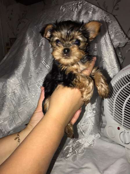 Продается щенок йоркширского терьера в Дзержинске фото 5