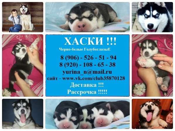 Черно-белые щеночки Хаски голубоглазые