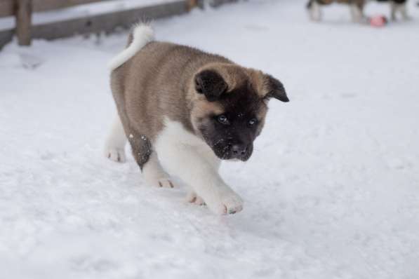 Щенки Американской акиты в Санкт-Петербурге фото 44