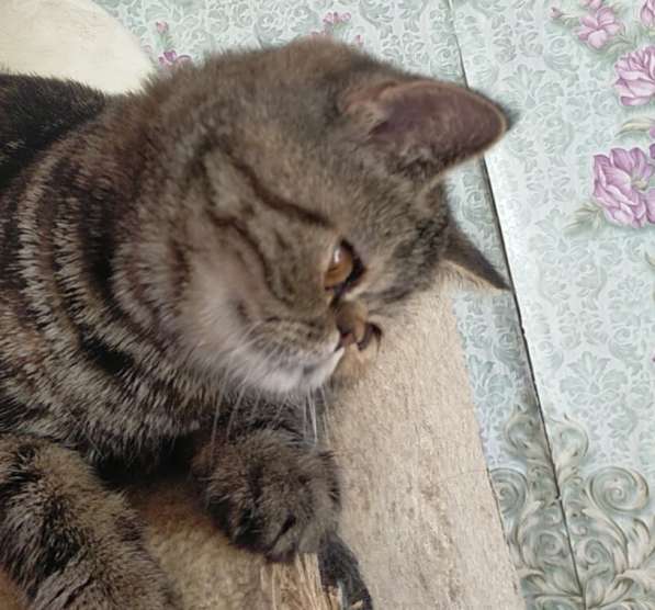 Котенок экзот девочка в Челябинске фото 19