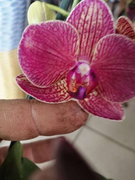 Орхидеи в Невинномысске фото 12