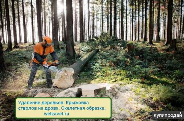 Удаление деревьев и расчистка участка в Жуковском в Жуковском фото 3