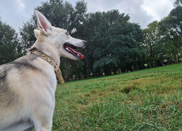 Очаровательная молодая собака Баджи в дар в фото 8