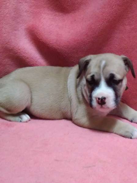 Щенки Ка де Бо в Краснодаре фото 3