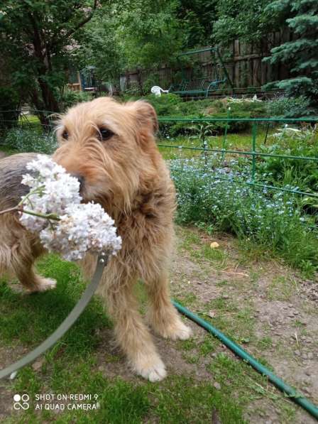 Мухтар ищет семью в Москве фото 16