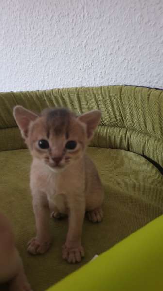 Kitten Bengal в фото 3