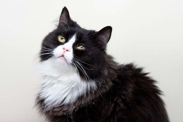 Кошечка Муфточка ищет дом в Москве фото 3