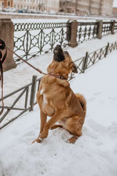 Лучший пёс на свете ищет хозяина в Санкт-Петербурге фото 19