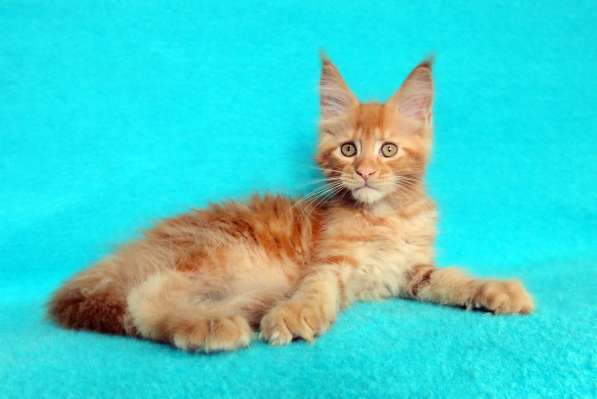 Кошечка мейн-кун из питомнника в Казани фото 20