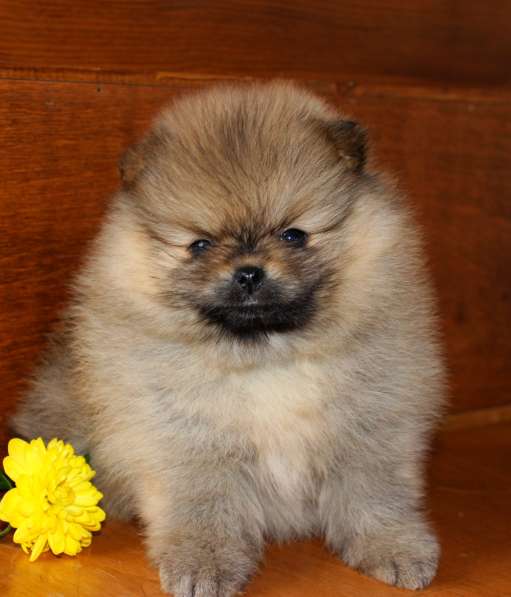 Померанские шпицы в Воронеже фото 7