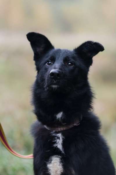 Черный изящный пёс-красавчик в Санкт-Петербурге фото 4