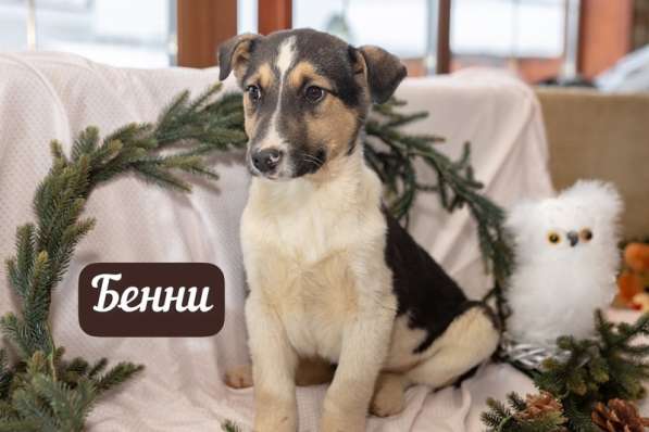 Шоколадные и другие щенки — от лабрадора и овчарки ищут дом в Москве фото 7