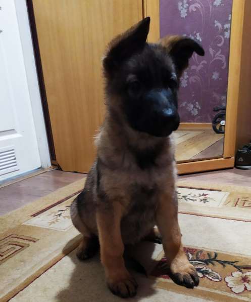 Щенок немецкой овчарки в фото 9