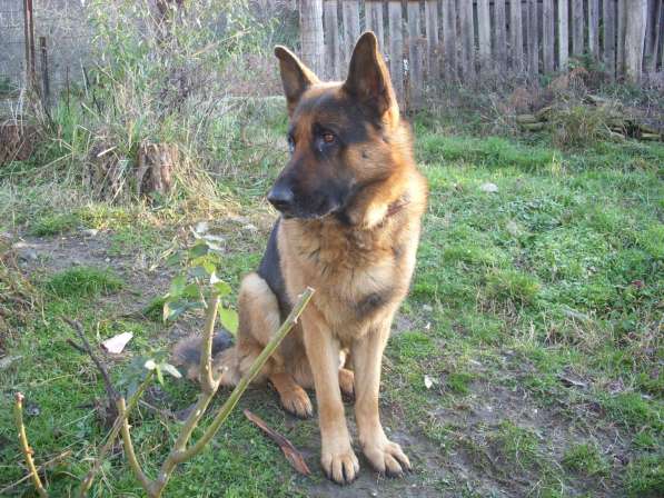 Продаю щенков немецкой овчарки в Адлере фото 16
