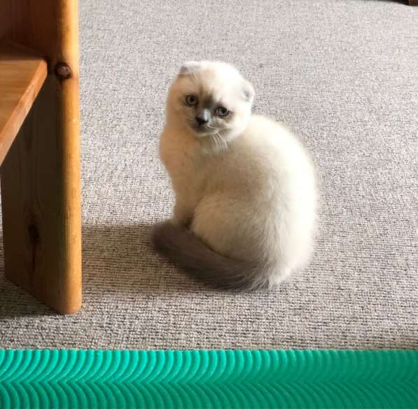 Замечательный котёнок девочка в фото 3