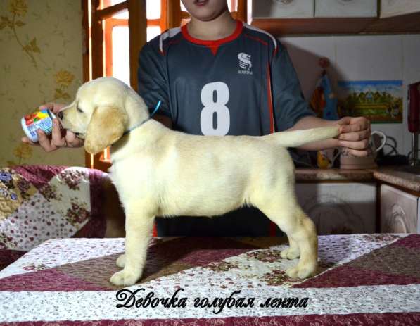 Щенки лабрадора из питомника в Белгороде фото 14