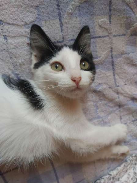 Котята Алмазик и Топазик ищут дом! в Москве фото 12