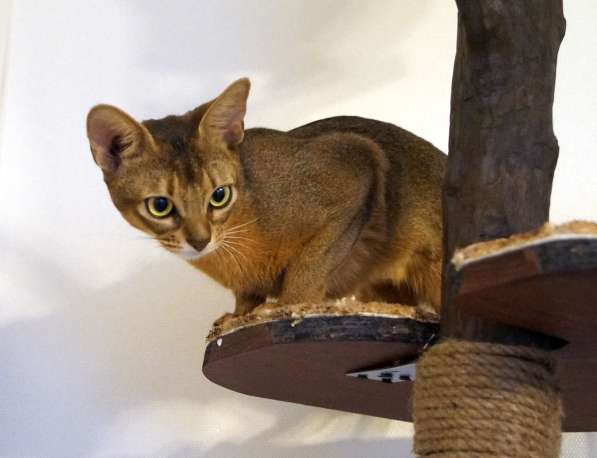 Абиссинские красотки в Туле фото 15