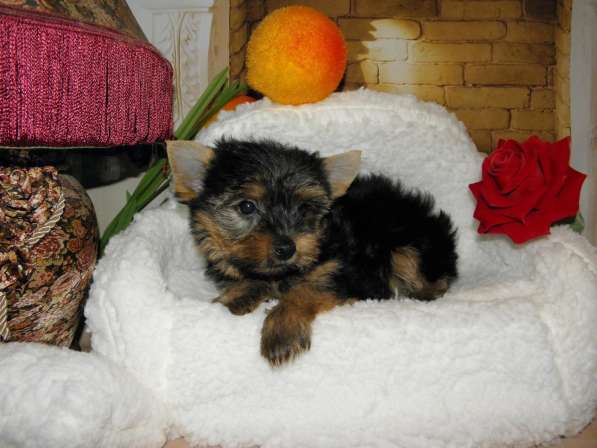 Мальчики йоркширского терьера в Москве фото 28
