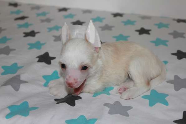 Пуховая мини-девочка кхс в Москве фото 6