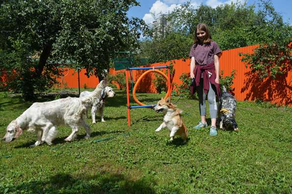 Нужен помощник для ухода за собаками в Москве
