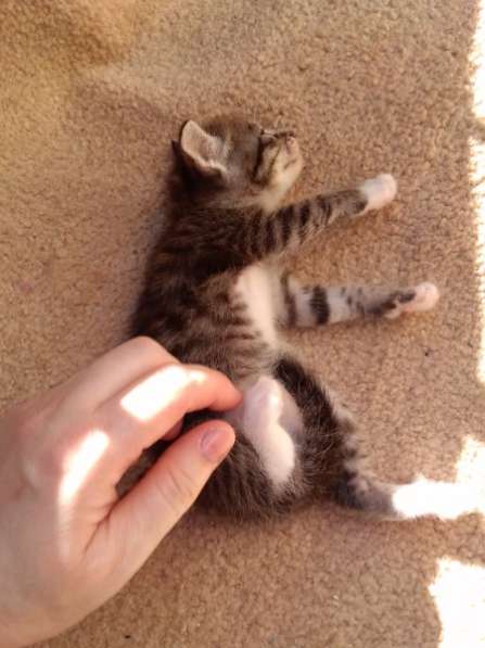 Элитная Бенгальские Снежный барс котятки в Санкт-Петербурге фото 53