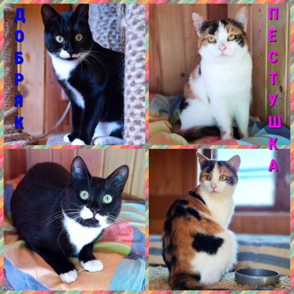 Кот Добряк и кошка Пеструшка даром