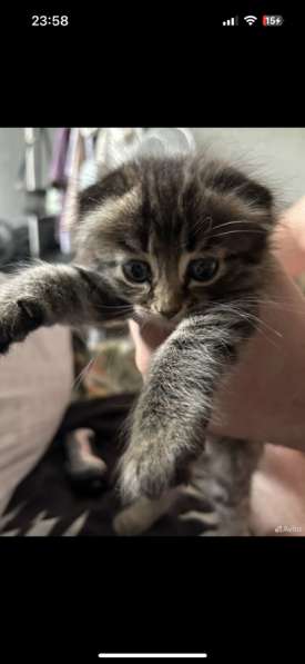 Шотландские вислоШотландские вислоухие котята короткохвостые в Нижневартовске