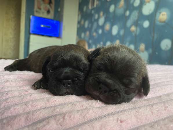 Щенки французского бульдога в Челябинске фото 3