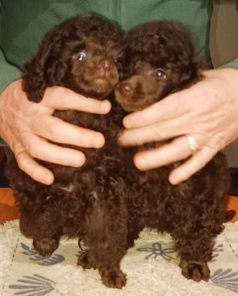 Той пудель черного окраса в Санкт-Петербурге