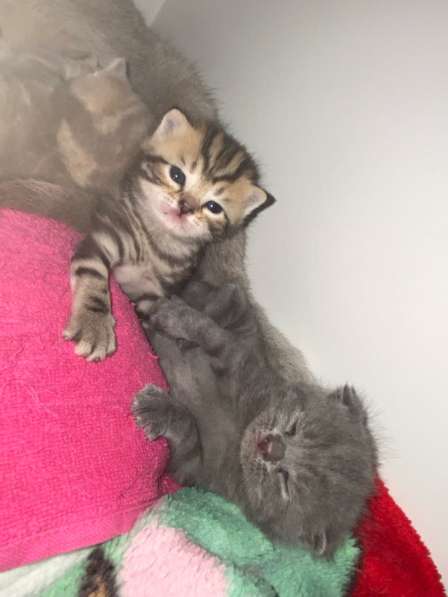 Шотландские вислоухие котята